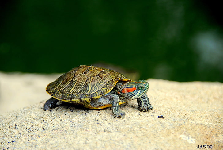 red-eared slider, turtle, shell, legs, head, animal, nature, reptile