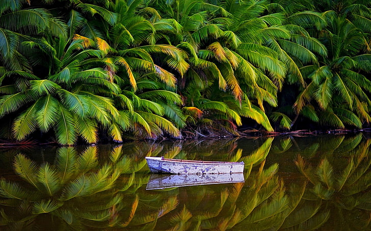 white boat on body of water, nature, landscape, palm trees, jungle
