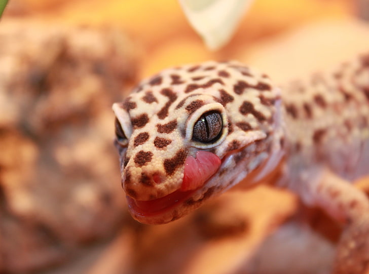 Gecko Leopard, Animals, Reptiles and Frogs, tongue, cricket, cute