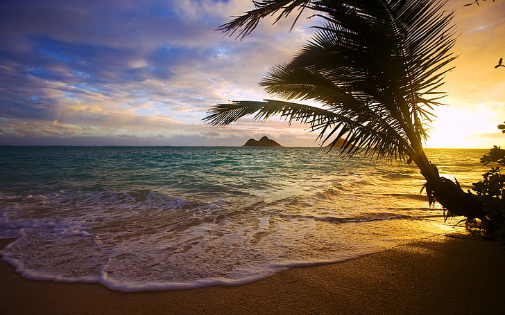 Tropical, sea, coast, palm tree, sunset, palm tree near body of water, HD wallpaper