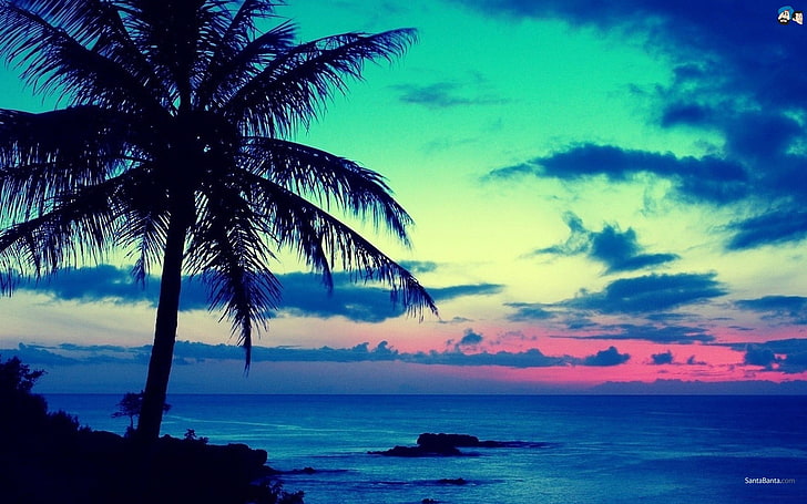 coconut tree, palm trees, sky, sea, horizon, sunset, cyan, blue, HD wallpaper