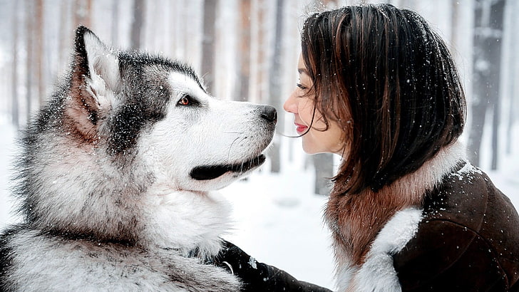white and black Siberian husky, white Siberian husky in front of woman