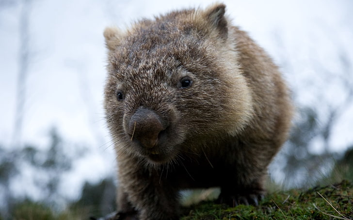 brown and gray rodent, wombat, animal, face, eyes, mammal, wildlife
