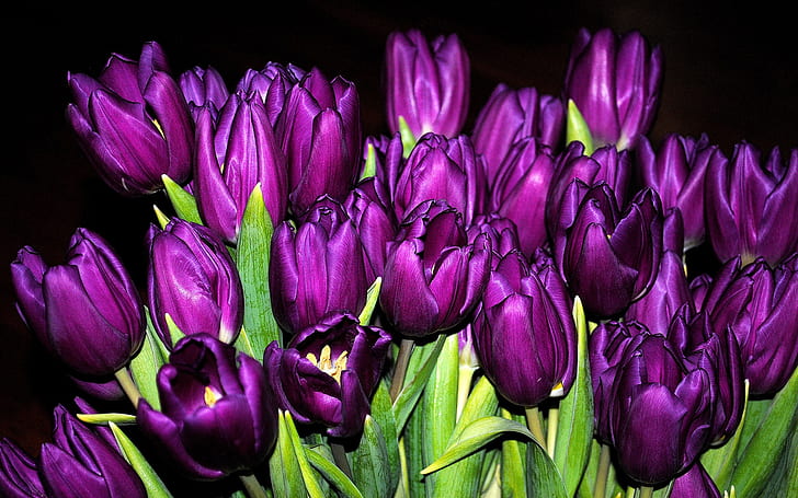 Many purple tulips, flowers close-up, black background, HD wallpaper