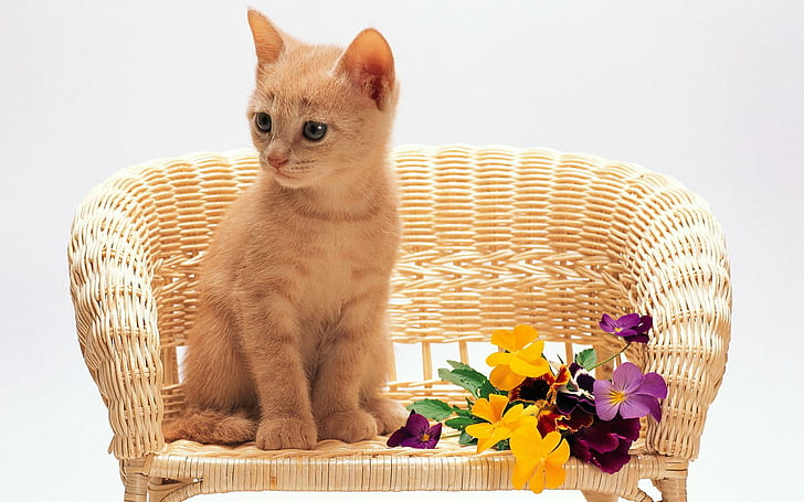 Cat On Chair, orange tabby kitten, feline, flower, sweet, animals, HD wallpaper