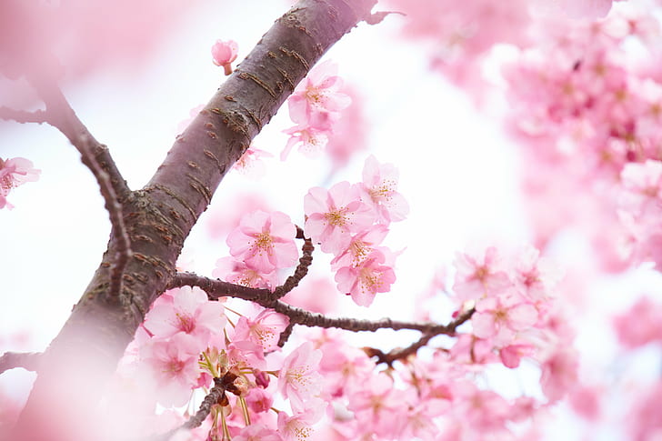 selective focus photography of pink cherry blossoms, Dreamy, Kawazu, HD wallpaper