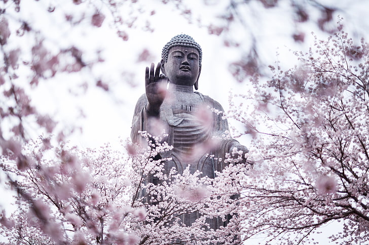 cherry blossoms, statue, Buddha, religion