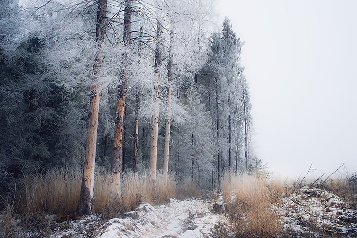 pine trees, winter, snow, landscape, nature, frost, cold temperature, HD wallpaper