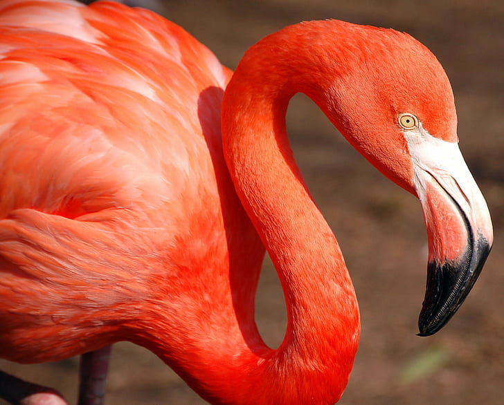 red Flamingo close up photograph, Big Pink, Avian, Excellence
