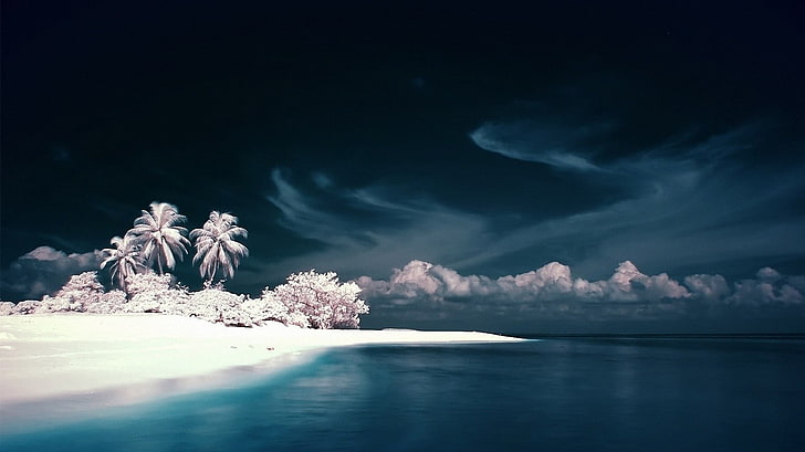 coconut tree, landscape, beach, sea, digital art, sky, clouds, HD wallpaper