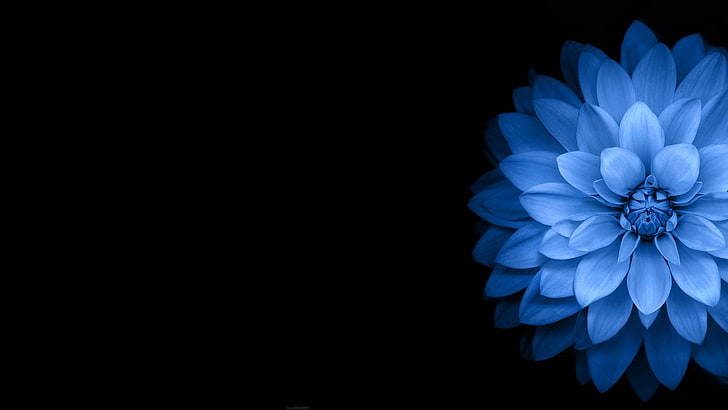 Hd Wallpaper Black Blue Dark Flowers Flare - Dark Flower Wallpaper 4k