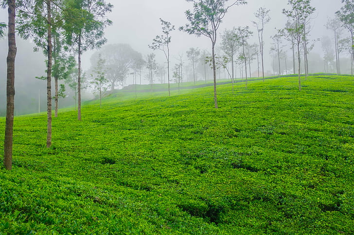 grass field, tea plant, tea plant, Bed, Cloud, Coonoor, Green  Green, HD wallpaper
