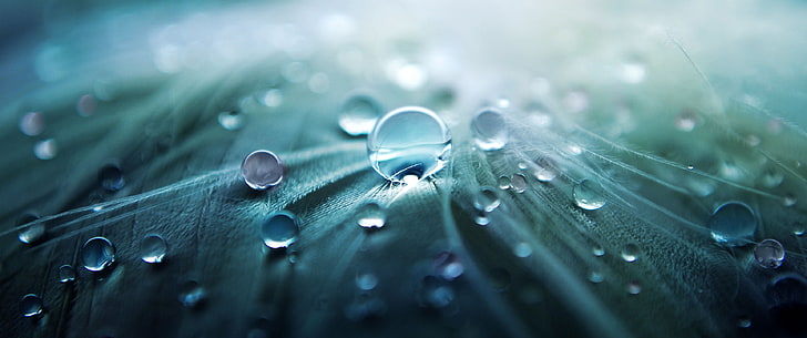 water dew digital wallpaper, photography of water drops on green surface, HD wallpaper