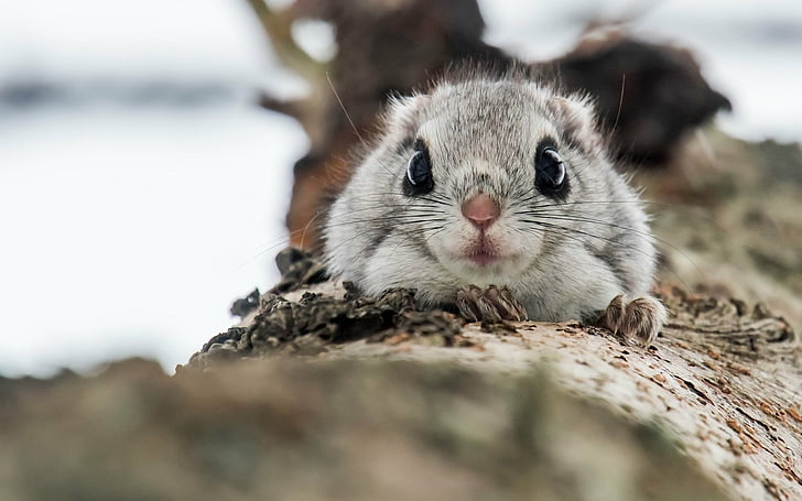 Animal, Flying Squirrel, Rodent, Wildlife, HD wallpaper