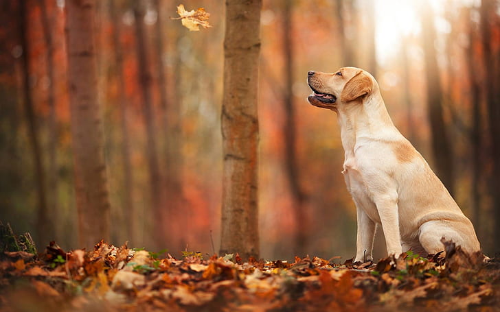 Autumn, forest, leaf, dog, HD wallpaper