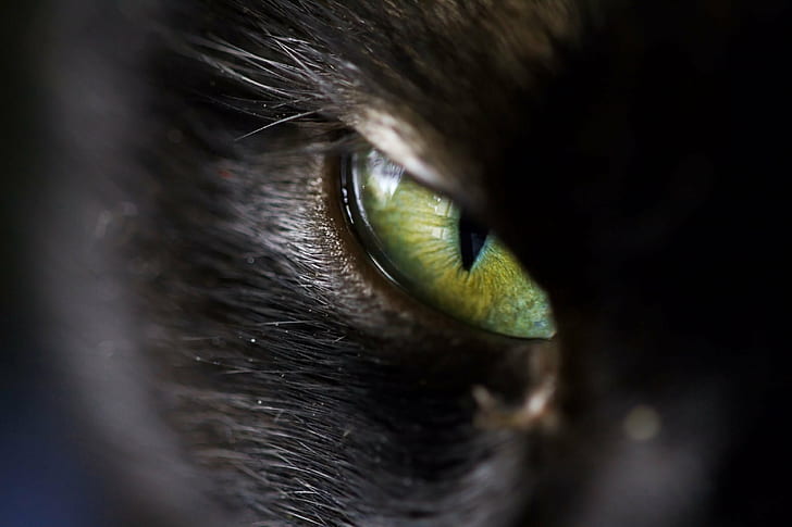 close-up photo of Animal's eye, Devil's eye, cat, black, sigma, HD wallpaper