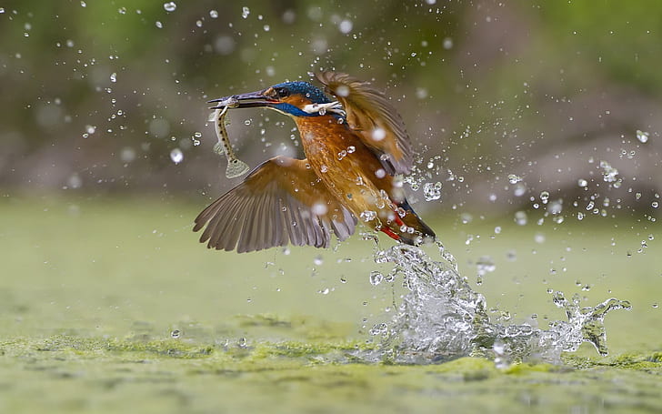 Kingfisher catching fish, water splash, brown and blue long-beaked bird