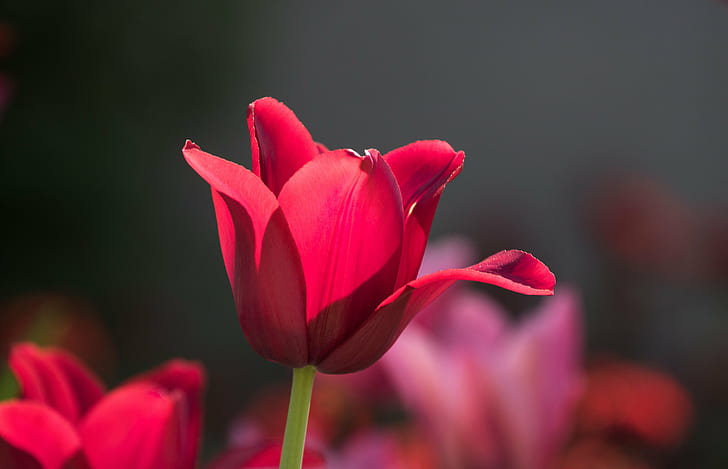 selective focus photo of red Tulip, tulip, Malmö, Pildammsparken