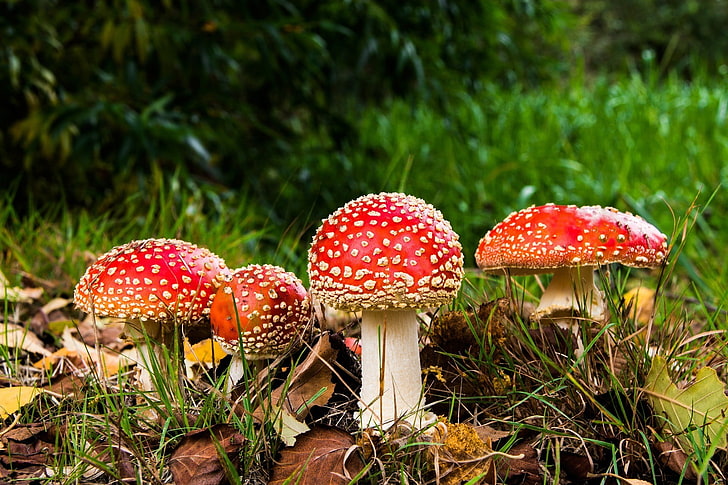 mushroom, grass, Amanita muscaria, fungus, fly agaric mushroom, HD wallpaper