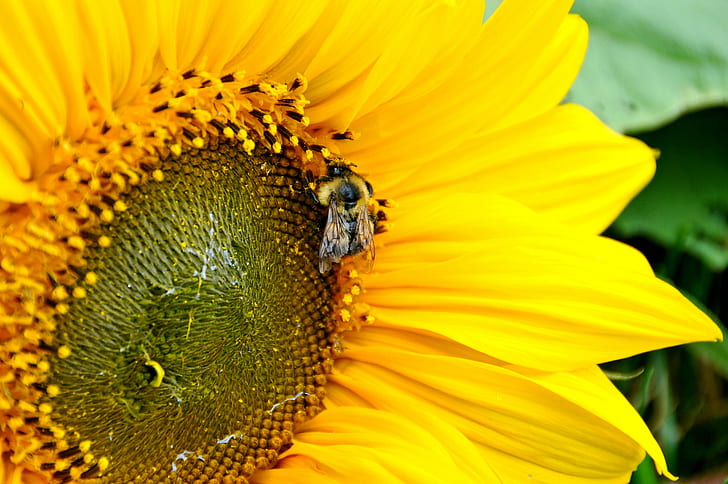 close-up photography of Honey Bee perching on yellow sunflower