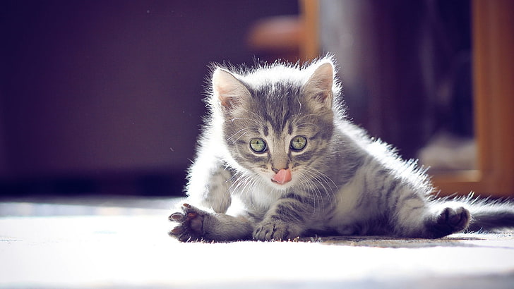 gray tabby kitten, cat, animals, nature, feline, domestic cat, HD wallpaper