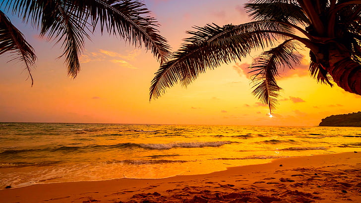 sky, sea, tropics, sunset, palm tree, arecales, tropical landscape, HD wallpaper