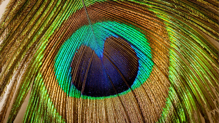 peafowl, feather, close up, macro photography, peacock feather