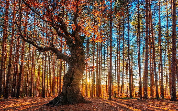 orange-leafed tree, landscape, nature, forest, trees, fall, sun rays, HD wallpaper