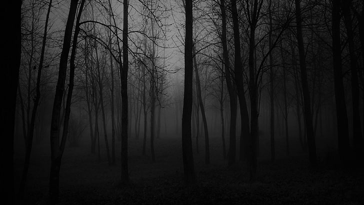 black, black and white, forest, nature, foggy, atmosphere, darkness, HD wallpaper