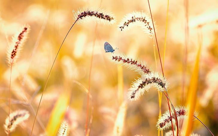 nature, macro, butterfly, wheat