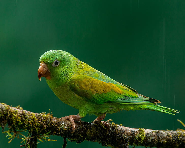 tilt shift lens photography of green bird, Orange-chinned Parakeet