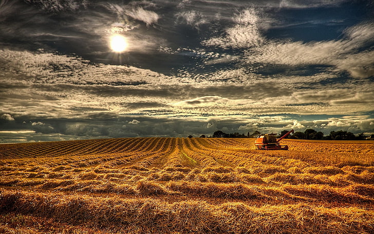 england, field, grain, harvest, ireland, northern, HD wallpaper