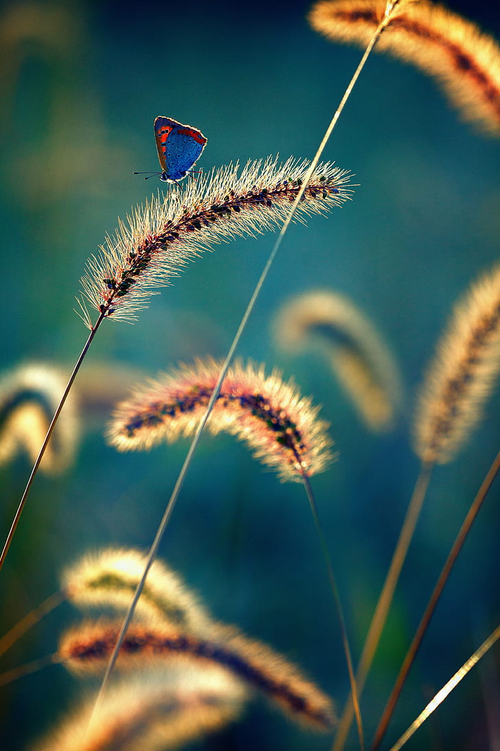 blue butterfly on black flower during daytime, Peaceful, Light  blue, HD wallpaper