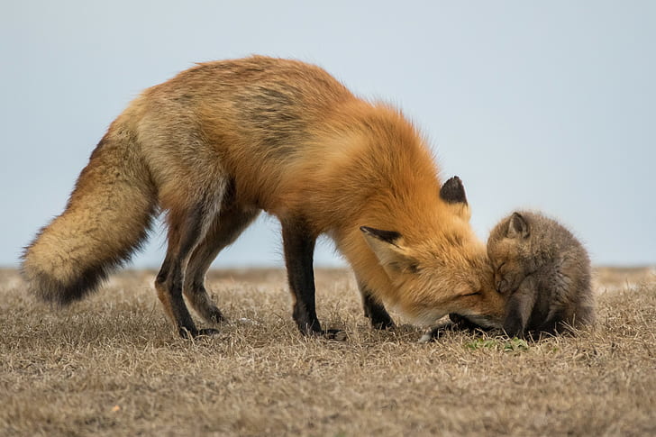 animals, fox, baby animals