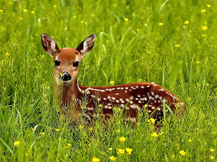 brown deer, grass, spotted, hide, wildlife, nature, animal, mammal