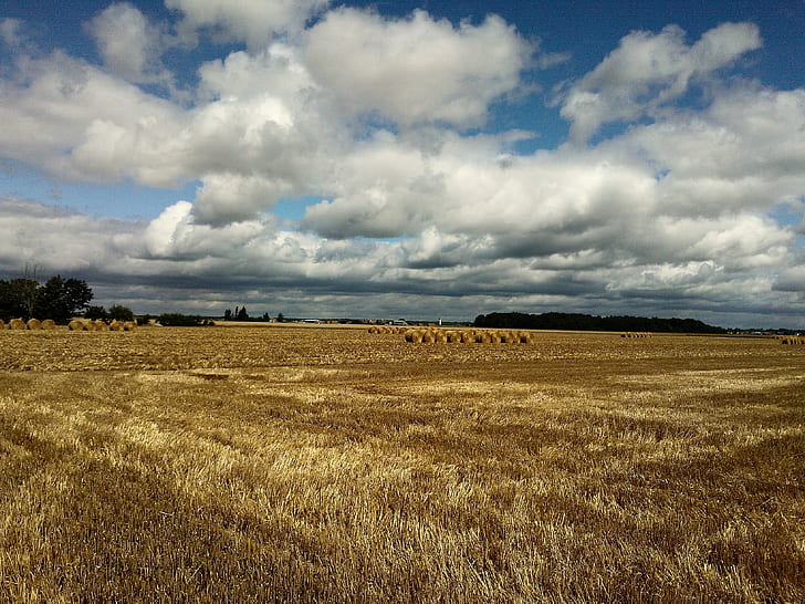 wheat field under white and blue sky, Summer Fields, verano, été, HD wallpaper