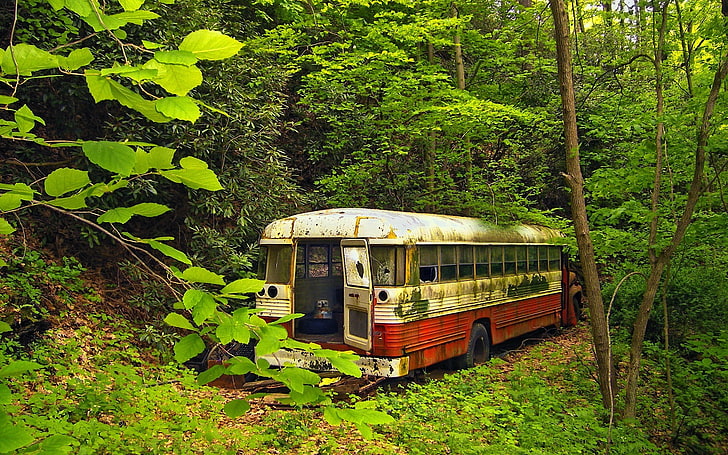 white and red bus, nature, trees, forest, buses, abandoned, wreck