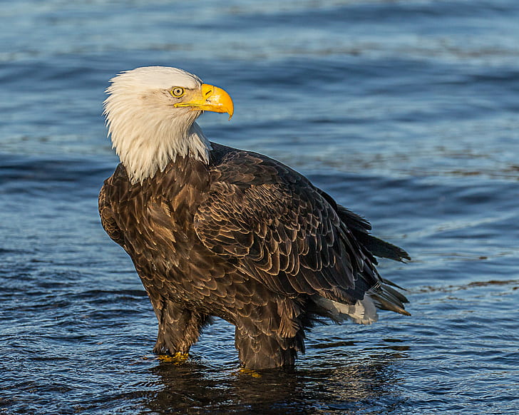 selective focus photography of bald eagle on body of water, Chilling