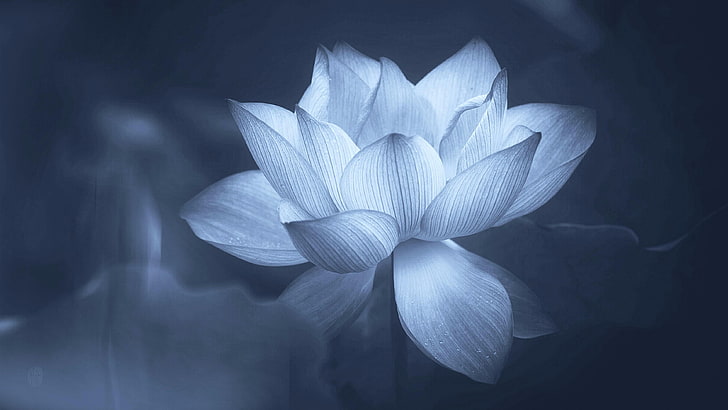 greyscale photo of lotus flower, sacred lotus, petal, flora, aquatic plant