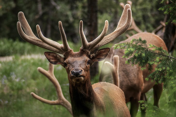 close-up photography of two buck, elks, elks, Herd, Animal, antler, HD wallpaper
