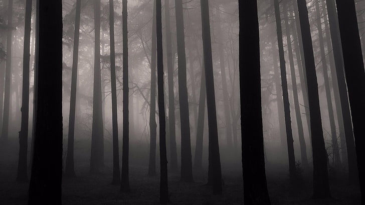 HD wallpaper: fog, forest, nature, twilight, misty, cool, black, black and  white | Wallpaper Flare