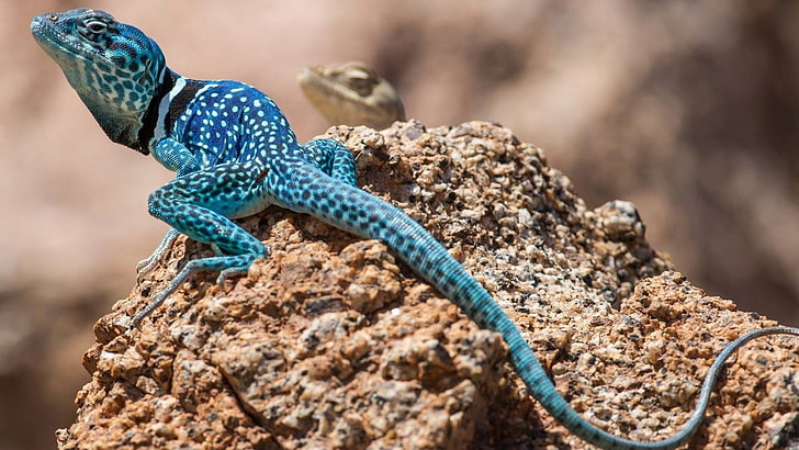 blue and white lizard, blue reptile on brown rock, nature, animals