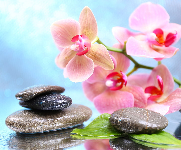 black stones, flowers, droplets, Orchid, leaves, Spa stones, stone - Object