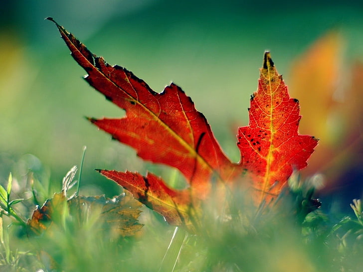 brown maple leaf, leaves, red, grass, photography, nature, plant part, HD wallpaper