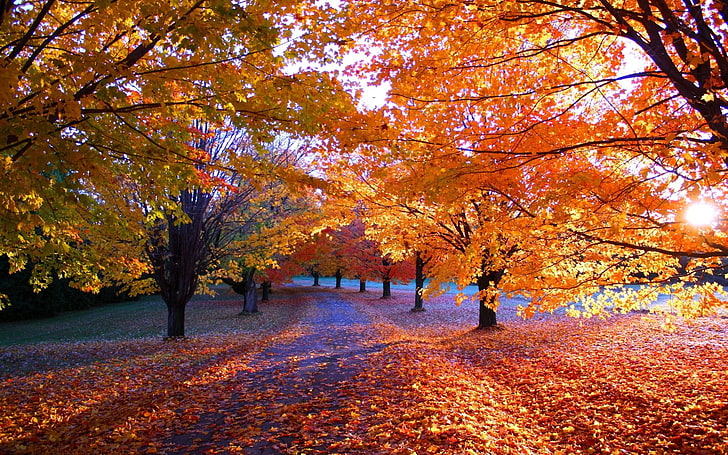 maple tree, landscape photography of maple trees, leaves, fall, HD wallpaper