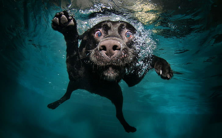water, black, legs, animals, dog, muzzles, swimming pool, nature, HD wallpaper