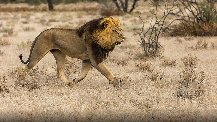 African Male Lion Predator Of The Savannah Hd Desktop Wallpaper