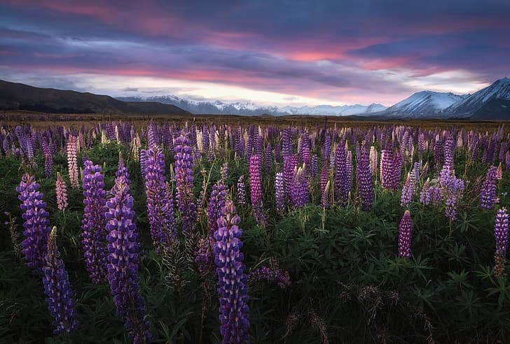 flowers, mountains, New Zealand, meadow, Lake Tekapo, lupins, HD wallpaper