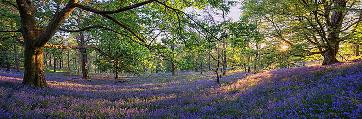 English Bluebells Flowers, green leafed trees, Seasons, Spring