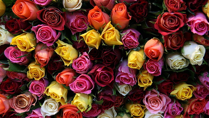 assorted roses, flower, many, colorful, bright, rose - Flower, HD wallpaper